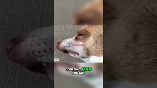 Dramatic Dog Overreacts to the Tiniest Cut Is It a Medical Emergency funny petsanimalsdog cute [upl. by Soll]