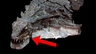 Most UNBELIEVABLE Dinosaur Fossil Discoveries [upl. by Booze]