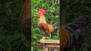 Adorable Rooster Crowing Sounds  AmazingRooster Crowing Loudly  shorts shorts roostercrowing [upl. by Griggs]