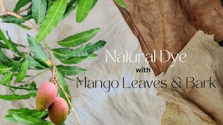 Using Mango Leaves and Bark for Natural Plant Dye [upl. by Feodora728]