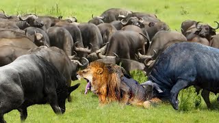 1 Lion Vs 100 Buffaloes Lion Was Tortured To Death When He Fell Into The Siege Of 100 Buffaloes [upl. by Nabalas15]