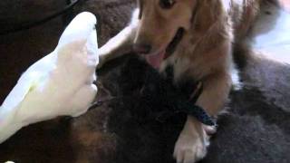 Chicken The Cockatoo Loves to Play with the dog and cats toys [upl. by Leonanie]