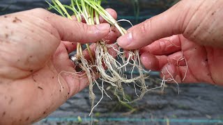 Chives How To Divide And Propagate [upl. by Ninon305]