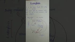 endocytosis and exocytosis  class 9chp4endocytosisphagocytosis amp pinocytosis amp exocytosis [upl. by Mateusz]