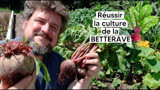 Comment réussir la culture de la BETTERAVE de la graine à la récolte『TUTO』 [upl. by Orgalim946]