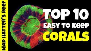 Five Pretty Tough and Easy Keeper Beginner Corals [upl. by Scarrow]