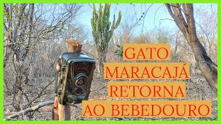 GATO MARACAJÁ RETORNA AO BEBEDOURO [upl. by Hoon]