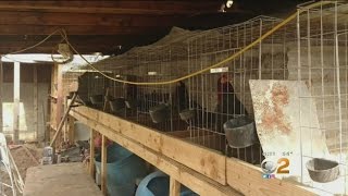 200 Roosters Seized From Alleged Cockfighting Operation In Fontana [upl. by Harlene533]