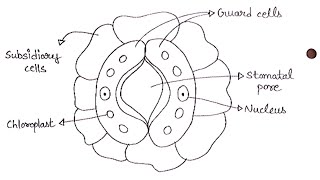 Diagram of Stomata  How To Draw Stomata Labelled Diagram  Biology Diagram [upl. by Harlene]