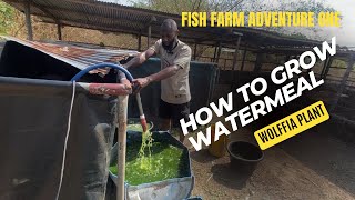 How to grow watermeal also known as wolffia plant  Fish farm Adventure 1 [upl. by Altaf]