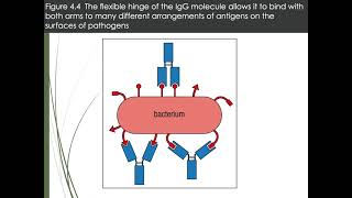 B Cell ReceptorAntibody [upl. by Yeclek]