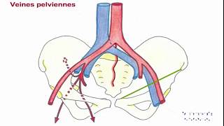 Vascularisation du membre inférieur [upl. by Ultima]