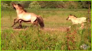 Wilde paarden in galop door YouTubeFilmMakerNL [upl. by Oilejor]