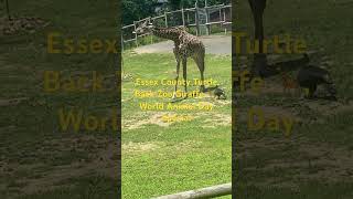 Essex County Turtle Back Zoo Giraffe 🦒 World Animal Day Special [upl. by Naul]