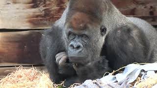 Cute Gorilla Family Silverback Gorilla amp Sons at Werribee Open Range Zoo [upl. by Yenolem863]