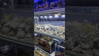 Saltwater tank FOWLR set up hobby aquarium saltwatertank reef [upl. by Neelra]