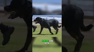 Unlock the Secrets to Longer Rottweiler Life Expectancy [upl. by Miki668]