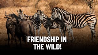 The Incredible Relationship Between Wildebeest and Zebras in African Wildlife [upl. by Analihp777]