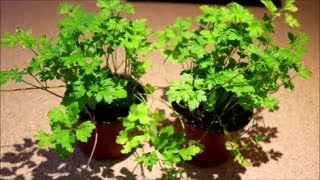 How to Grow Parsley in a Pot from Seed [upl. by Aloisia]