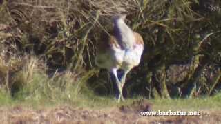 AVUTARDA  Otis tarda  Great Bustard [upl. by Kcirred]