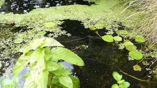 Sticklebacks in a garden pond [upl. by Ellerehc]