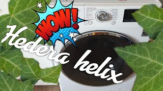 Hedera helix help for people with allergieswashing laundry without powder [upl. by Sinai823]