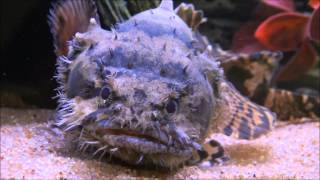 Freshwater Lion Fish [upl. by Kronfeld]