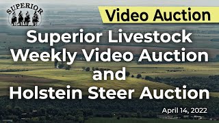 Superior Livestock Video Auction and Holstein Steer Auction [upl. by Adamsun105]