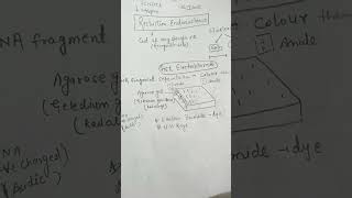 Gel electrophoresis biotechnology class12th [upl. by Arabelle852]