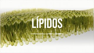 Lípidos  Bioquímica  Lic en Nutrición [upl. by Hteboj268]