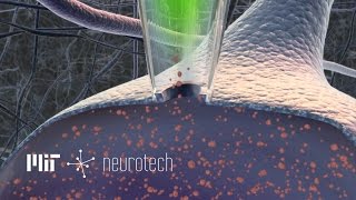 Neurotech 5 Tapping into Neurons Autopatching [upl. by Mandell]