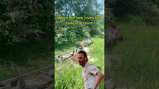 Beehive falls over  bees beehive honey farmer farmlife farming funnyshorts storm farm [upl. by Ahsac692]