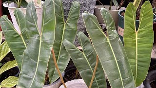 Philodendron Billietiae Propagation [upl. by Saoj]