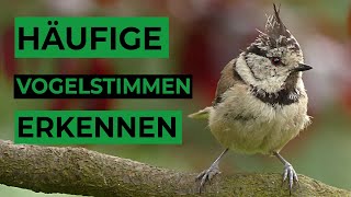 5 häufige Vogelstimmen lernen [upl. by Perrin548]