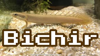 Bichir Fish Tanks Aren’t for Me [upl. by Elnora]