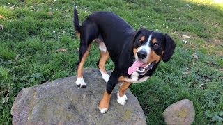 Alfie the Entlebucher Mountain Dog Training Rear End Awareness [upl. by Ahserb]