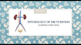 Physiology of Micturition [upl. by Horgan]