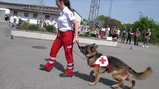 Job und Bildungsmesse 2022 Vorführung Hundestaffel Rotes Kreuz Hollabrunn [upl. by Araet]