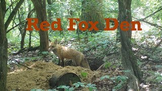 Fox den timelapse from our backyard trail cam [upl. by Earehs]