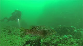 St Andre wreck dive The Farnes [upl. by Sauls832]