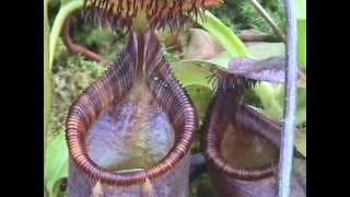 Nepenthes ephippiata Gets Lots of Visitors [upl. by Bennett698]