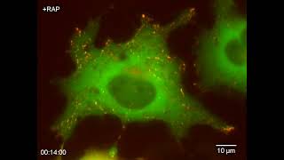 peroxisome dispersion by single head kinesin motors 1644390164790 [upl. by Yztim]