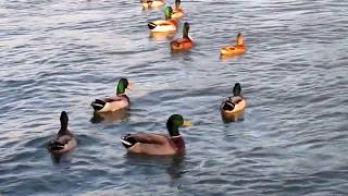 Les canards dansent à Nogent sur Marne  à 15 min de Paris [upl. by Einahteb]