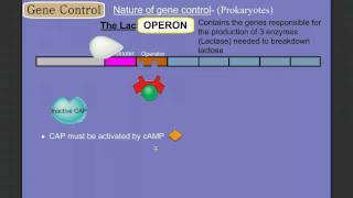 Gene Control Part 2 Prokaryotes The Operon [upl. by Ettedo]