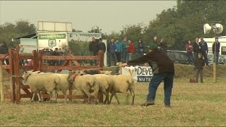 Sheep Dog Trials [upl. by Elitnahc]