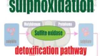 Salicylates and the sulphite connection [upl. by Tikna]