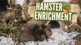 All About Hamster Enrichment 🌾 [upl. by Fritze]