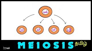 MEIOSIS explained in Tamil  Reduction division [upl. by Jerry]