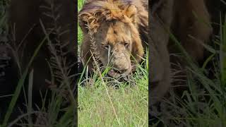 Thirsty Lion  Wildlife ShortsAfrica [upl. by Ahsiekim93]