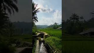 Indahnya pemandangan persawahan village [upl. by Arihk]